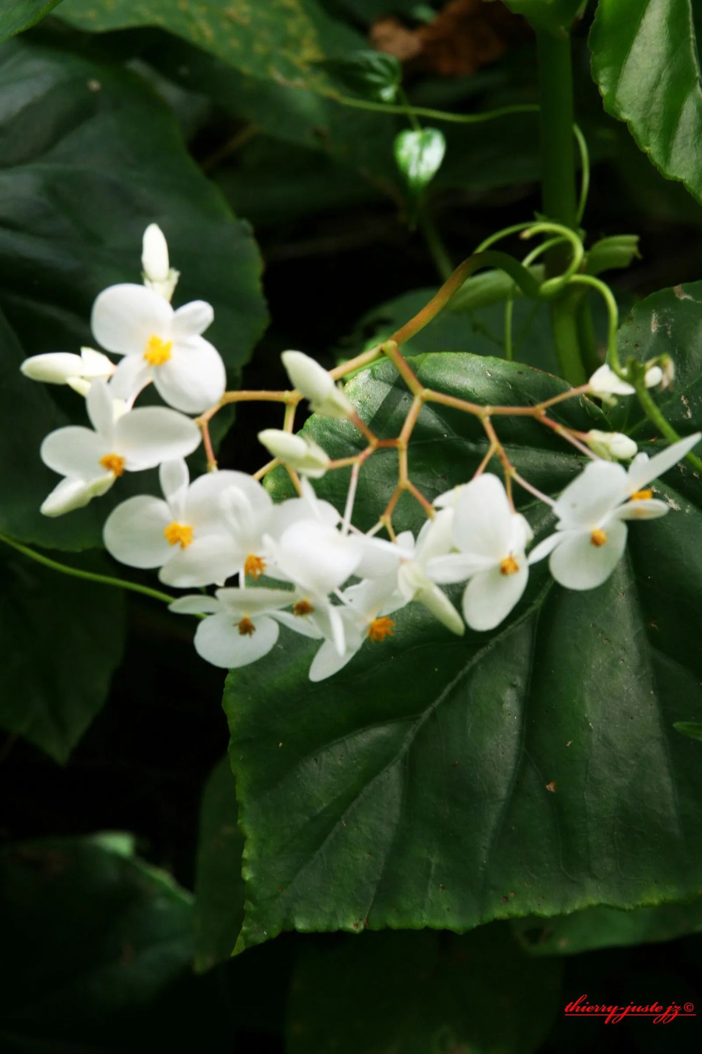 fleurs — Thierry Juste jupiter
