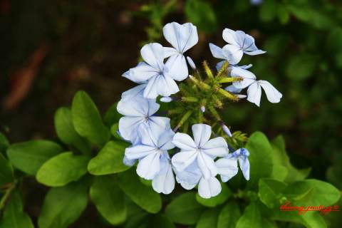 fleurs — Thierry Juste jupiter