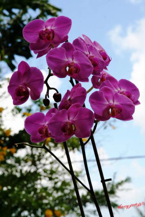 fleurs — Thierry Juste jupiter