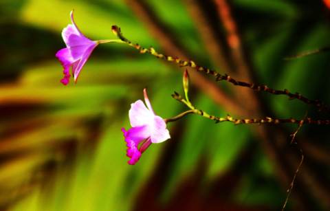 fleurs — Thierry Juste jupiter