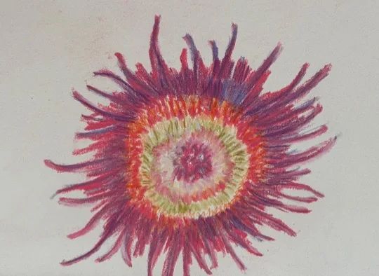 Hottenlot Fig — Mixed media, Maeve Kneafsey
