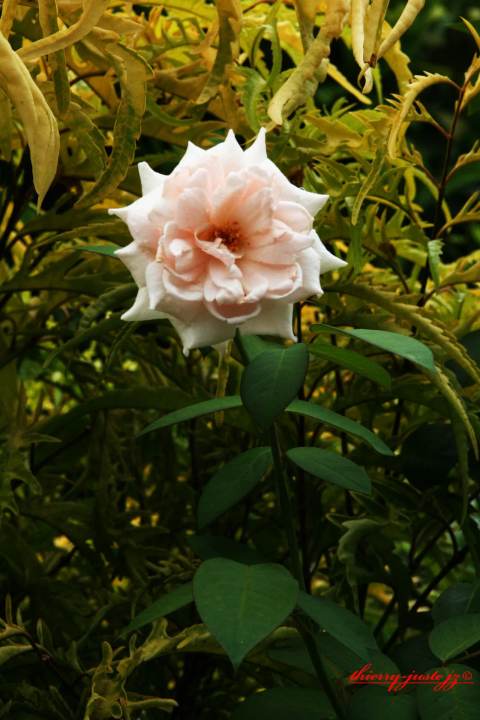 fleurs — Thierry Juste jupiter