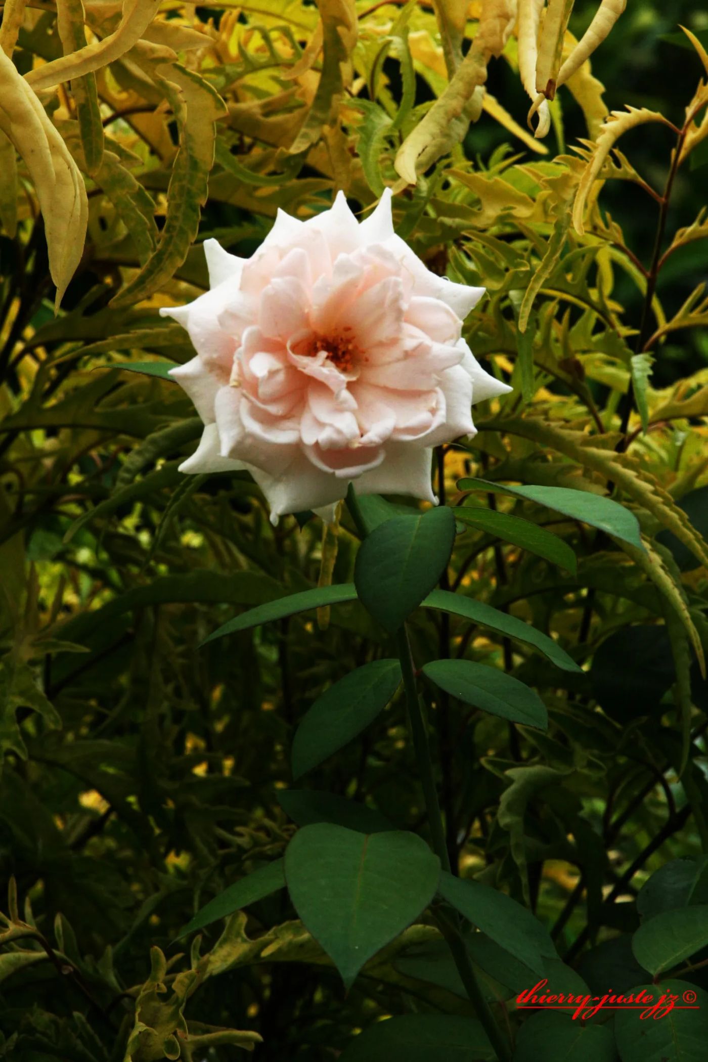 fleurs — Thierry Juste jupiter