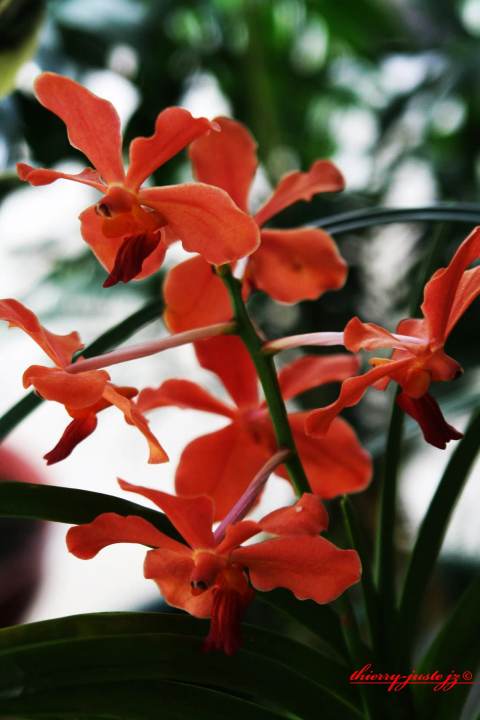 fleurs — Thierry Juste jupiter