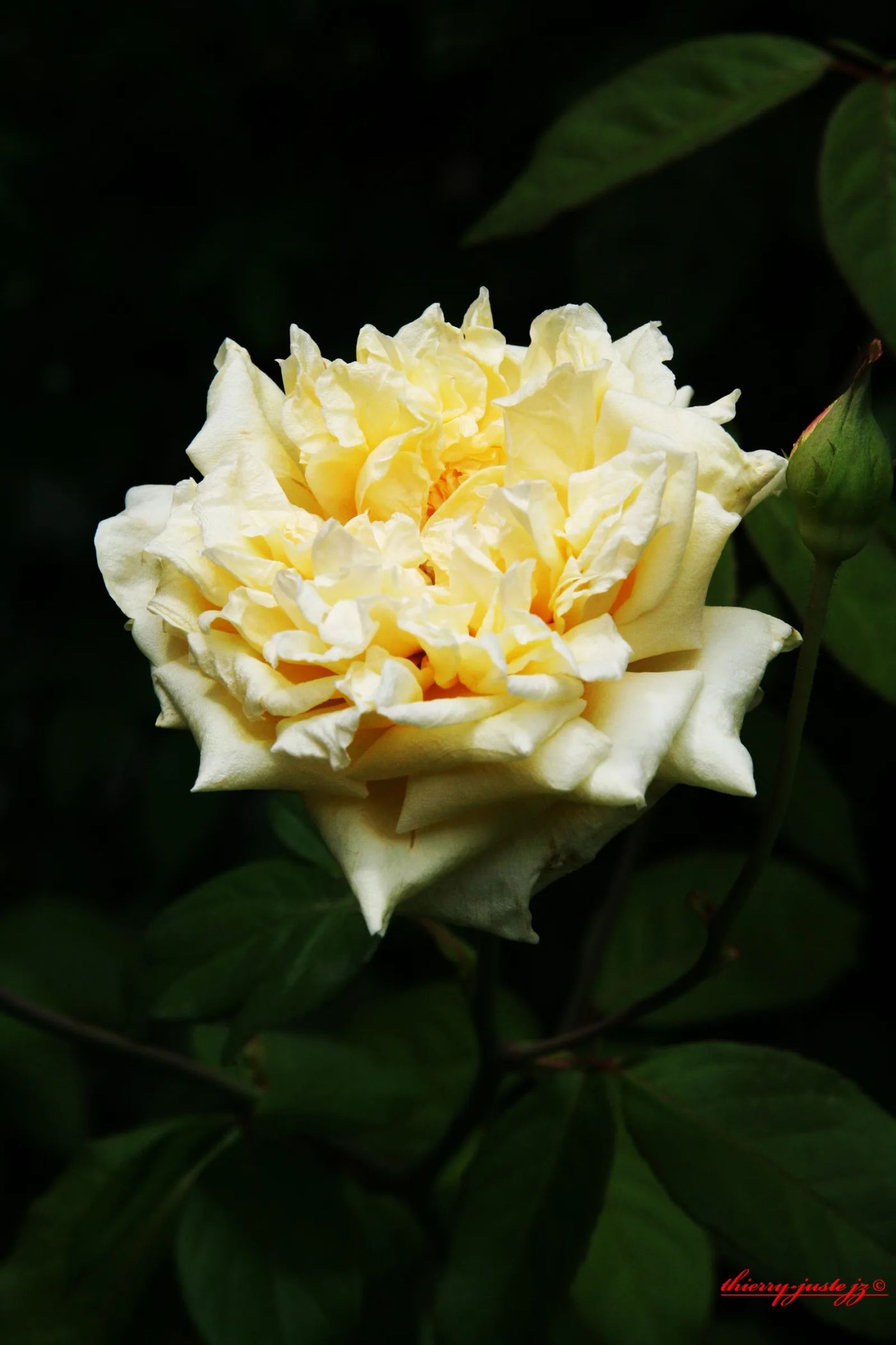 fleurs — Thierry Juste jupiter