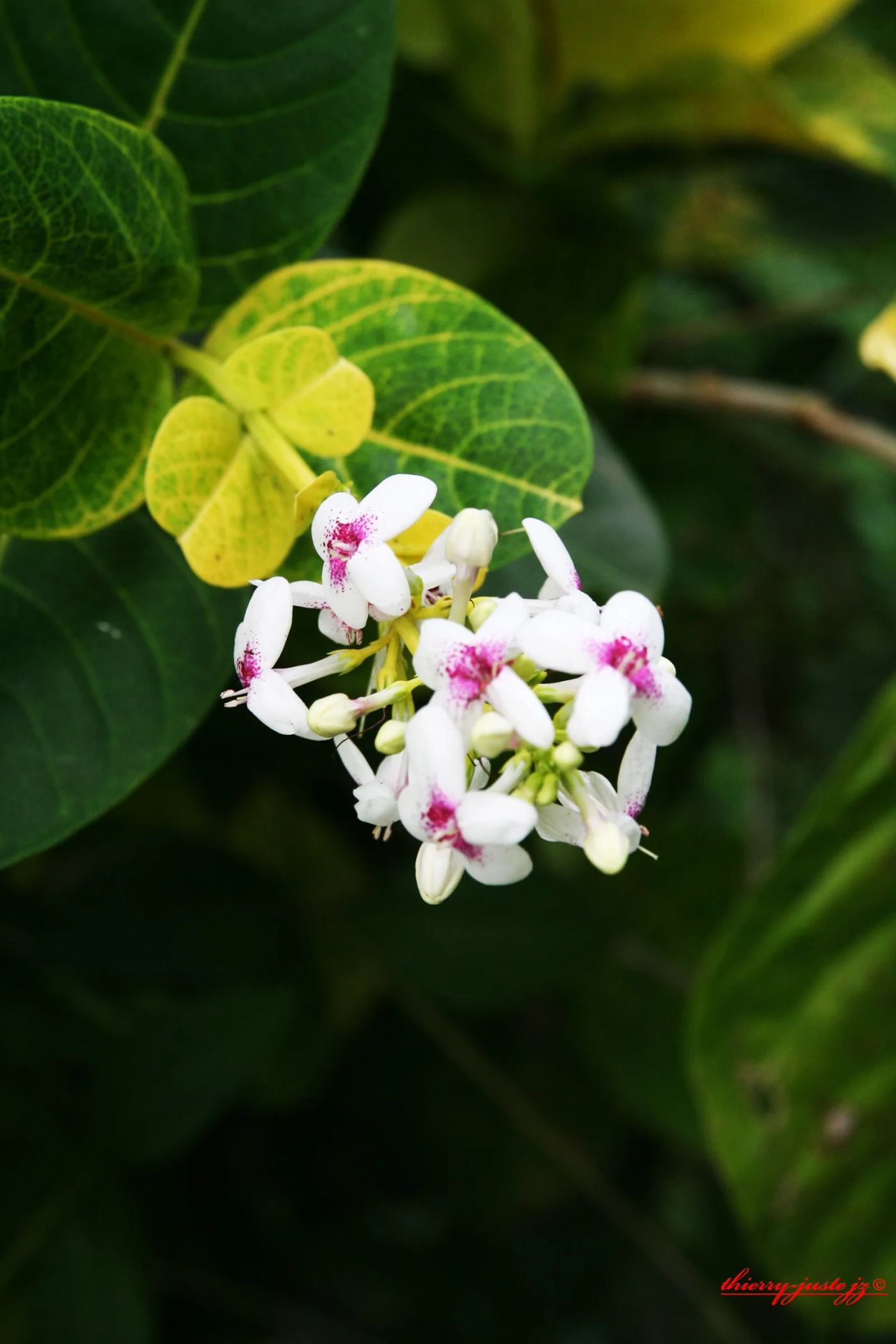 fleurs, Thierry Juste jupiter