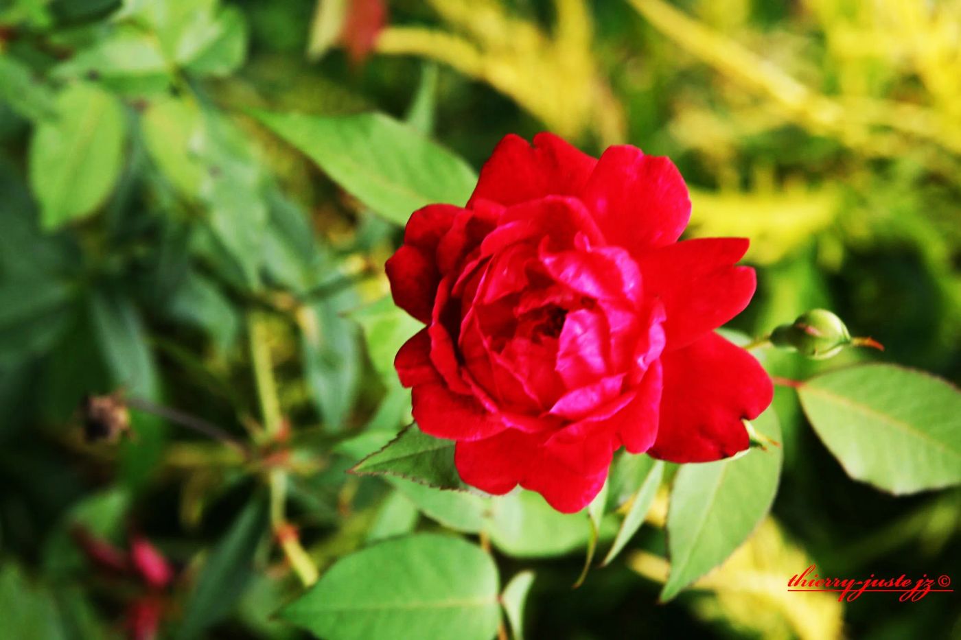 fleurs — Thierry Juste jupiter