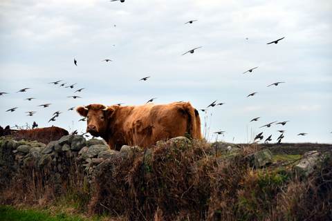 Regard de bovin sous les oiseaux — Photographie numérique, 2025 — œuvre de Christian Ragaine, art Photographie contemporaine