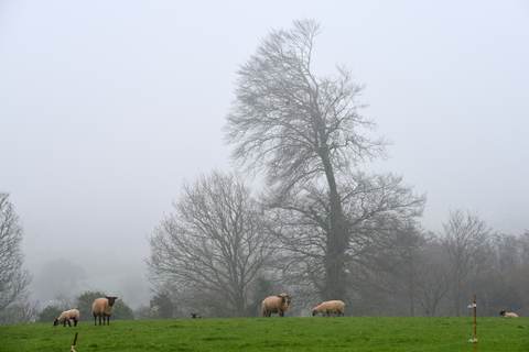 Moutons au paturage brumeux — Christian Ragaine