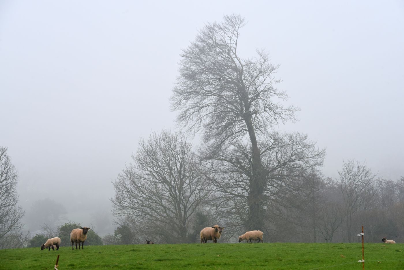 작품 Moutons au paturage brumeux — Christian Ragaine