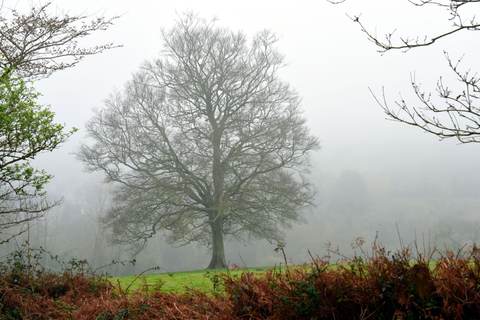Le pré dans la brume — Christian Ragaine