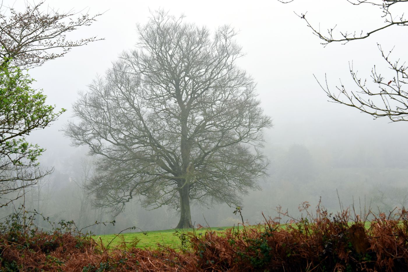Le pré dans la brume — Photographie numérique, 2026 — œuvre de Christian Ragaine, art Photographie contemporaine