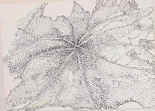 Nasturtium — Maeve Kneafsey