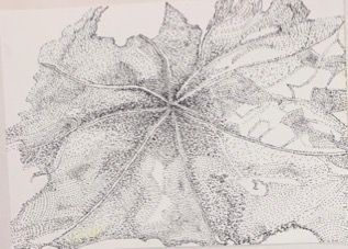 Nasturtium — Encre, 2025 — work by Maeve Kneafsey