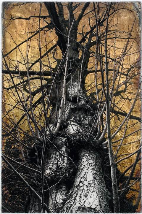 L'Arbre d'Orphée — Art numérique, 2026 — œuvre de antoine marelle, art Photographie d'art