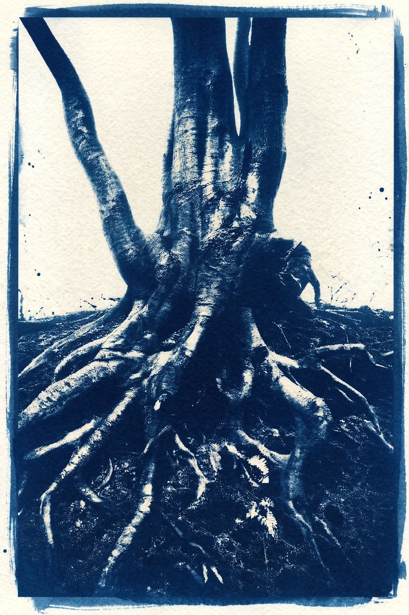 Le Souffle du Cyan — Cyanotype, 2026 — œuvre de antoine marelle