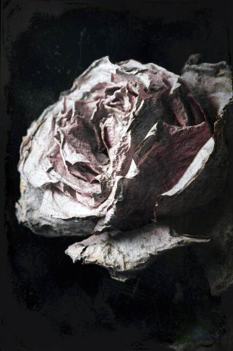 Nature Morte au Présent 01 — Photographie numérique, 2026 — œuvre de antoine marelle, art Photographie d'art