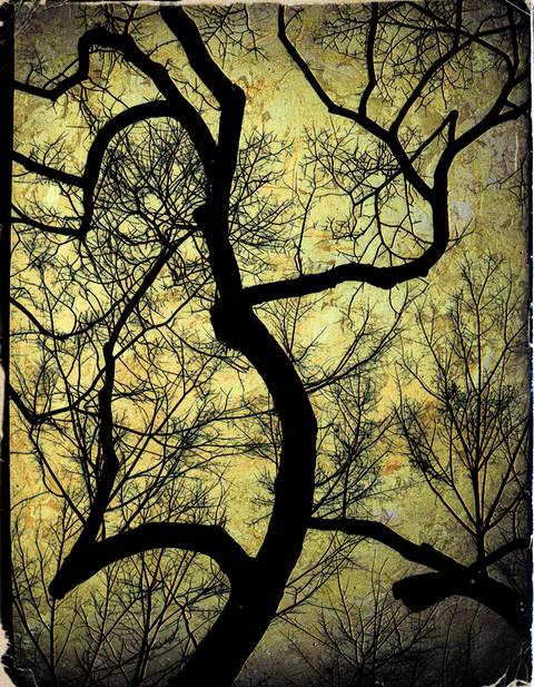 Murmures de la Forêt — Photographie numérique, 2026 — œuvre de antoine marelle, art Photographie d'art