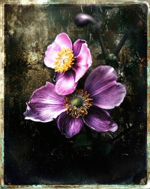 Floraison Nocturne — Art numérique, 2026 — œuvre de antoine marelle, art Photographie d'art