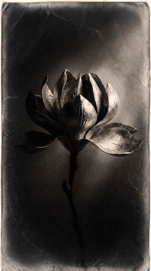 Symphonie de Bronze — Photographie numérique, 2026 — œuvre de antoine marelle, art Photographie d'art