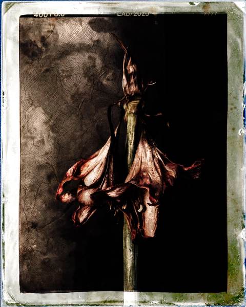 Chiaroscuro Floral — Art numérique, 2026 — œuvre de antoine marelle, art Photographie d'art