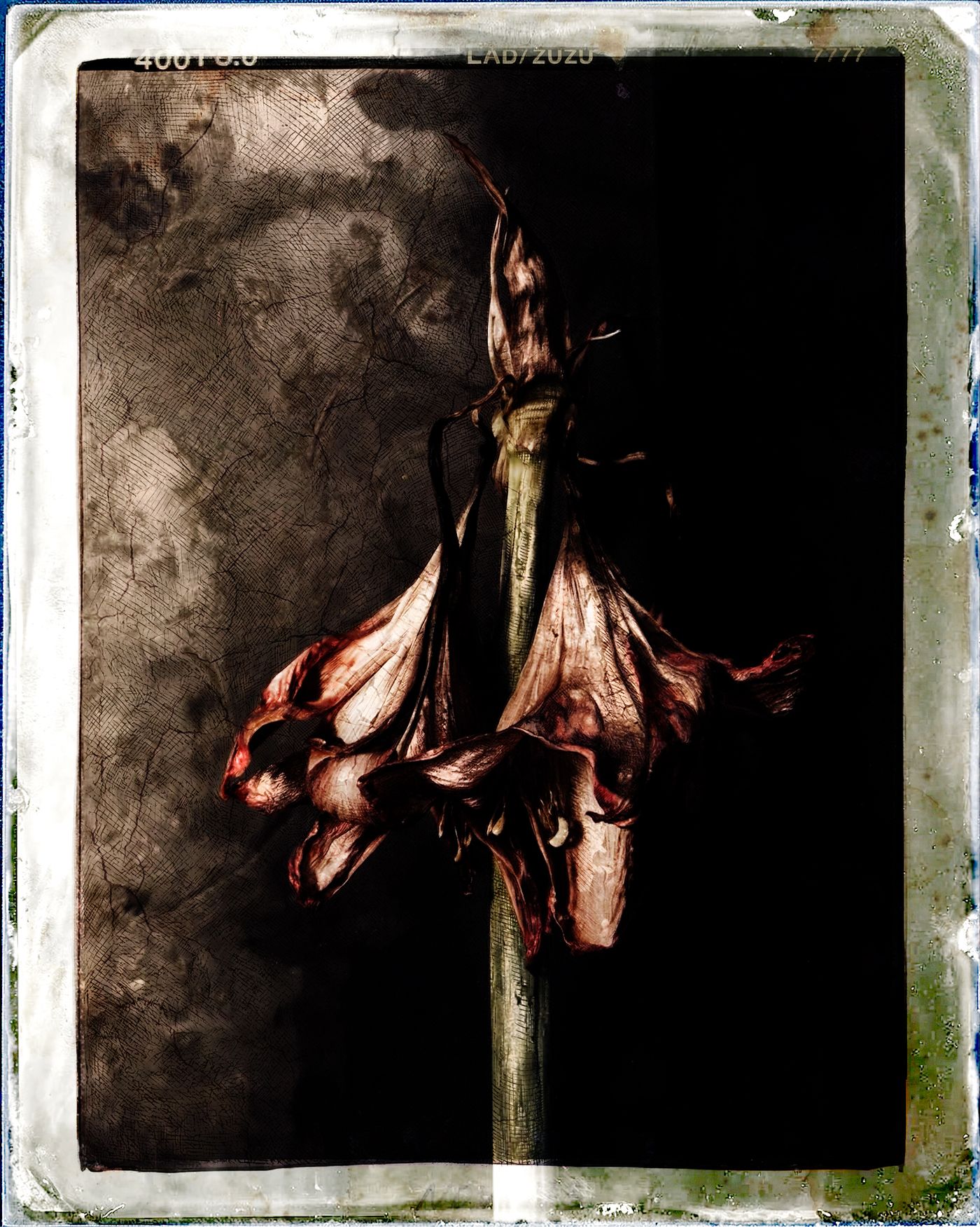 Chiaroscuro Floral — Art numérique, 2026 — œuvre de antoine marelle