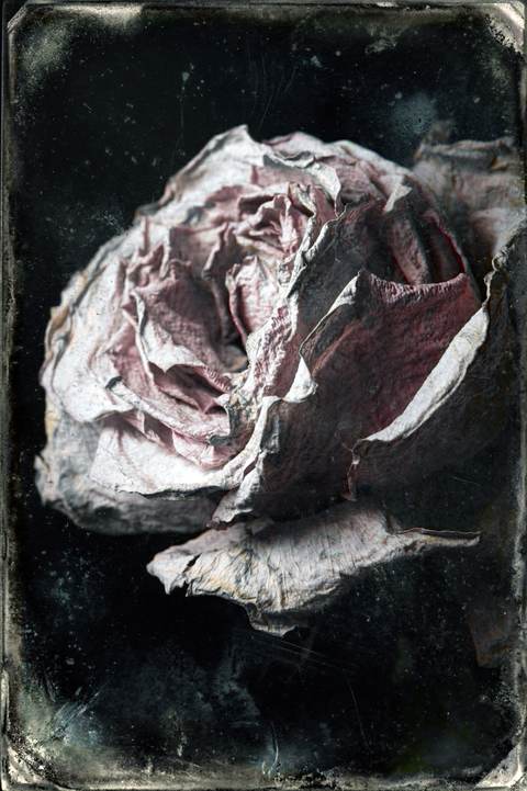 Nature Morte au Présent — Photographie numérique, 2026 — œuvre de antoine marelle, art Photographie d'art