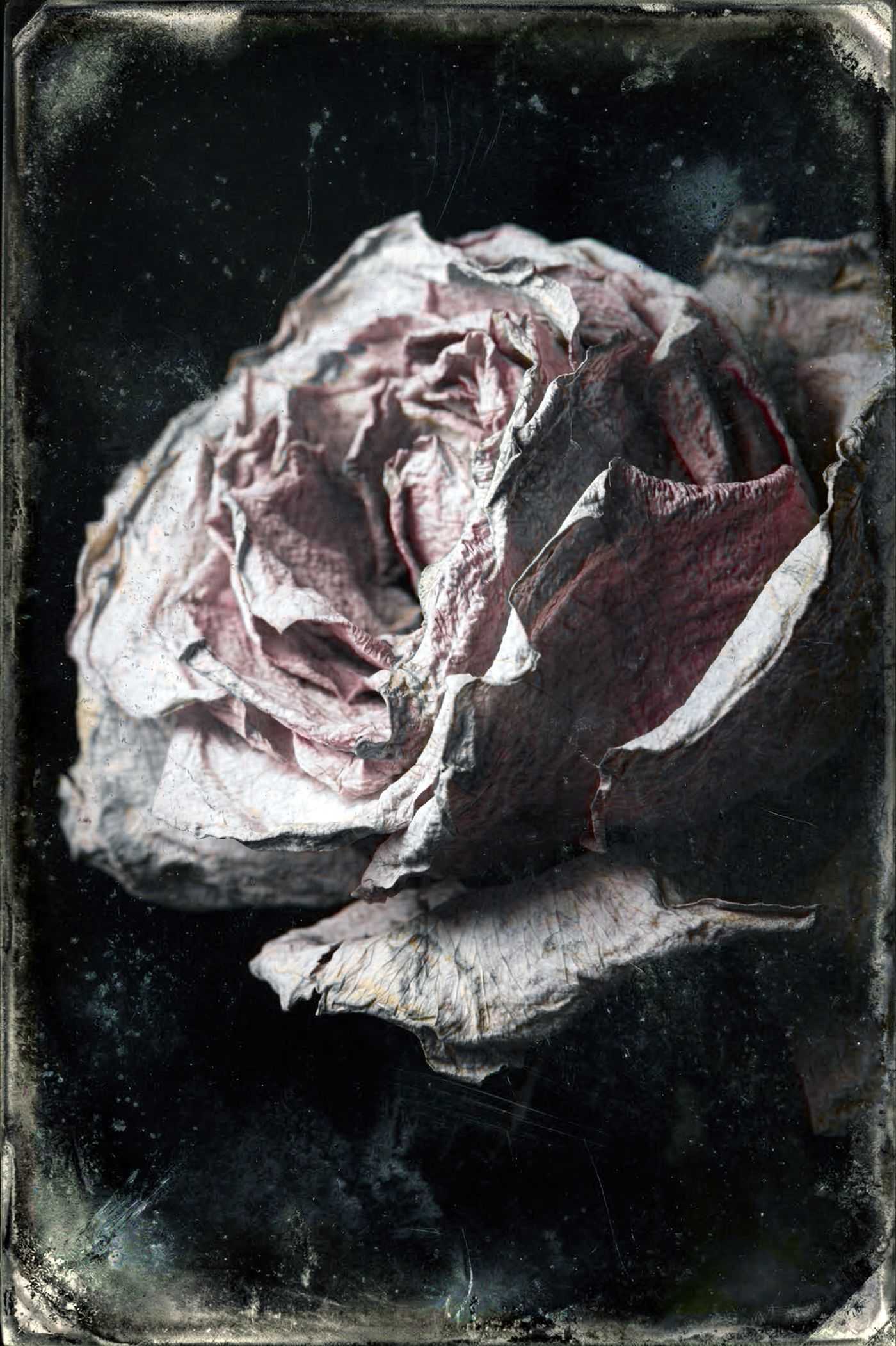 Œuvre Nature Morte au Présent par antoine marelle — galerie d'art contemporain