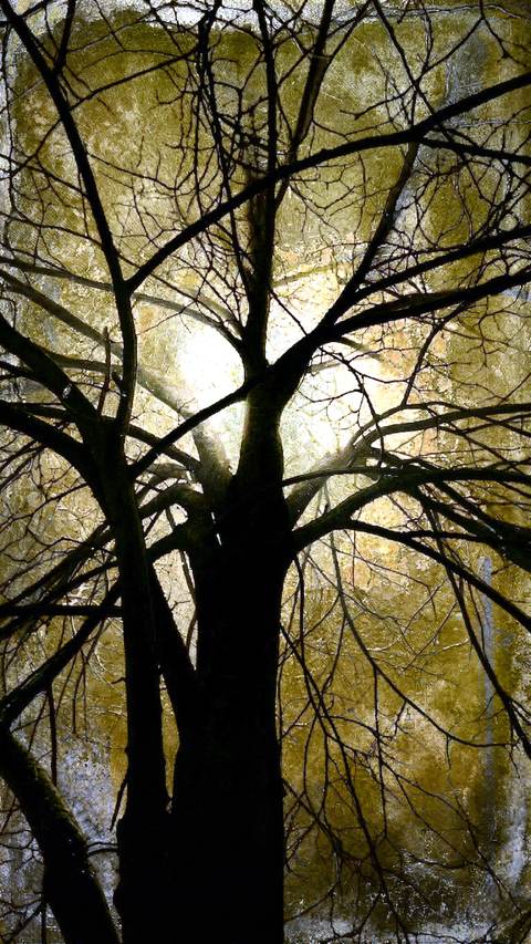 L’Arbre à Songes — Art numérique, 2026 — œuvre de antoine marelle, art Photographie d'art