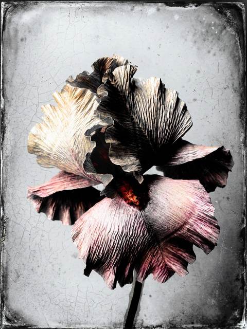 L’iris de parchemin — Photographie numérique, 2026 — œuvre de antoine marelle, art Photographie d'art