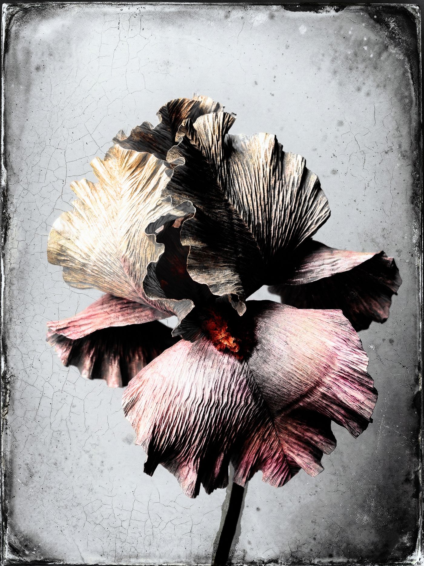 L’iris de parchemin — Photographie numérique, 2026 — œuvre de antoine marelle