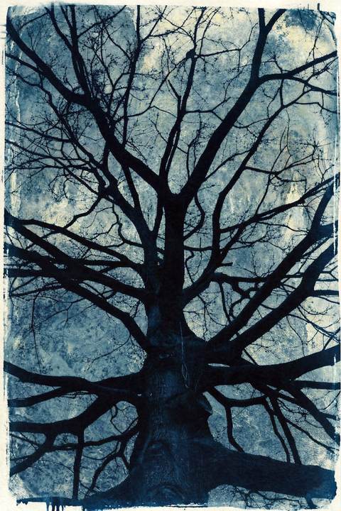Ramifications — antoine marelle