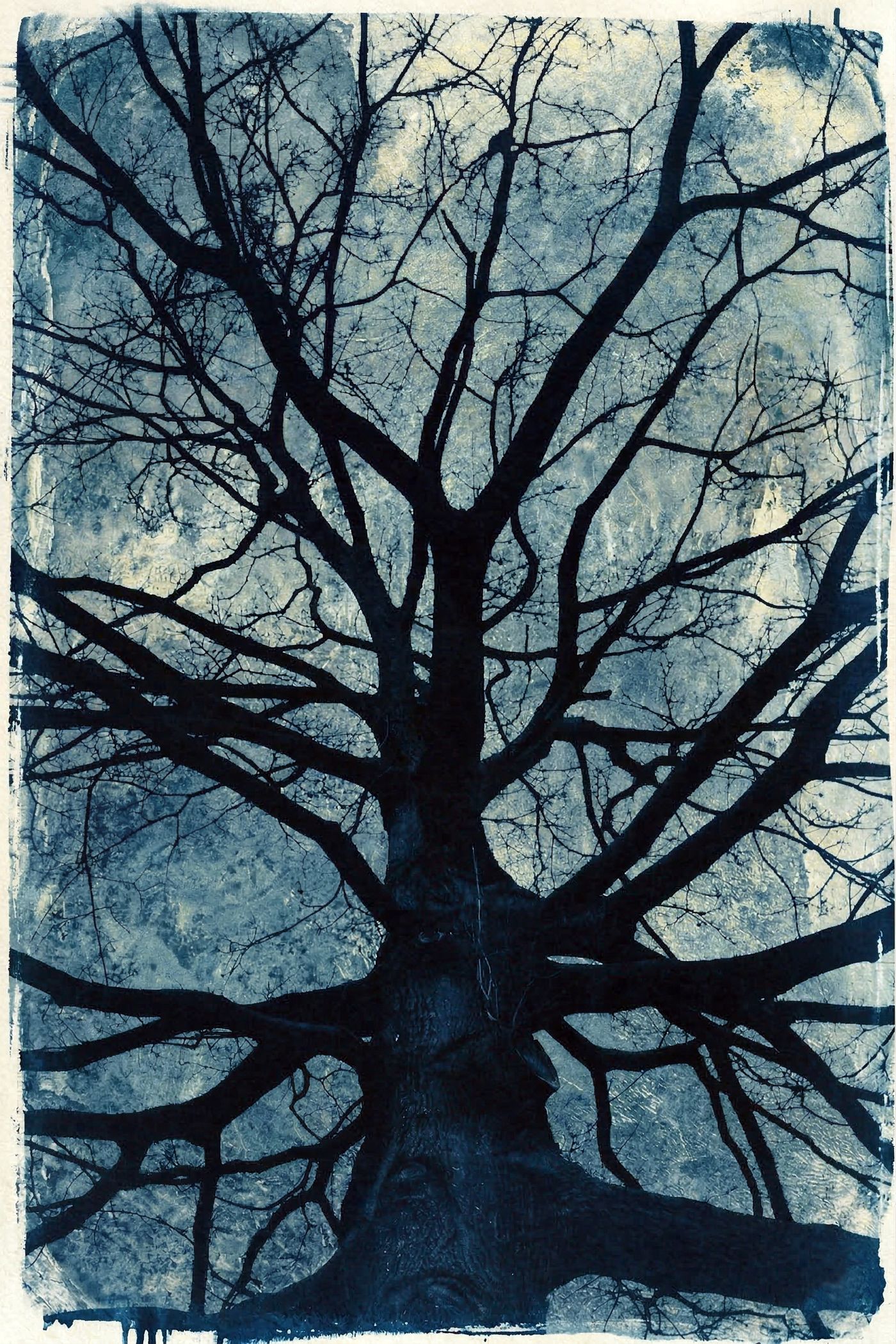 Ramifications — Cyanotype, 2026 — œuvre de antoine marelle